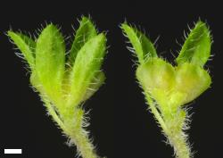 Veronica javanica. Calyces and ripening capsules, the right-hand calyx with 2 lobes removed. Scale = 1 mm.
 Image: P.J. Garnock-Jones © P.J. Garnock-Jones CC-BY-NC 3.0 NZ